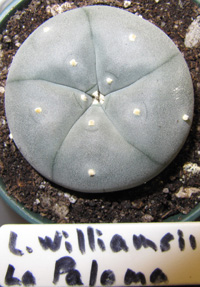 L. Williamsii var. La Paloma 3 to 4cm